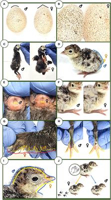 Traditional sexing methods and external egg characteristics combination allow highly accurate early sex determination in an endangered native turkey breed